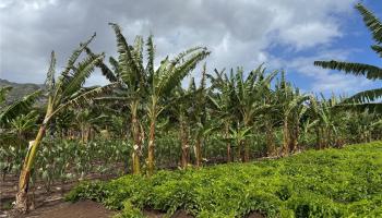 68-670 Farrington Hwy 10 Waialua, Hi vacant land for sale - photo 5 of 11