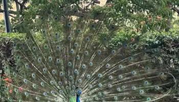 Makaha Valley Towers condo # B1206, Waianae, Hawaii - photo 4 of 25