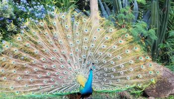 Makaha Valley Pltn condo # 45 C, Waianae, Hawaii - photo 6 of 9