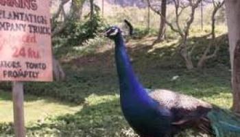 84-754 Ala Mahiku Street Waianae - Rental - photo 2 of 23