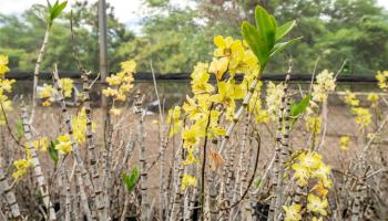 86-347 Halona Road  Waianae, Hi vacant land for sale - photo 6 of 22