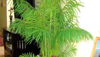 91-1059  Opaehuna St Westloch Estates, Ewaplain home - photo 5 of 23