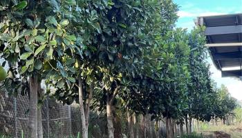 94-1100 Kunia Road 0045 Waipahu, Hi vacant land for sale - photo 3 of 8