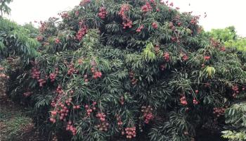 94-1100 Kunia Road 0045 B Waipahu, Hi vacant land for sale - photo 2 of 13