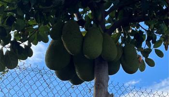 94-1100 Kunia Road 0045 B Waipahu, Hi vacant land for sale - photo 4 of 8