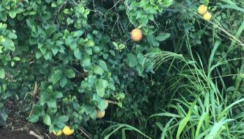 94-1100 KUNIA Road Waipahu  commercial real estate photo1 of 6