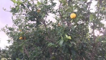 94-1100 KUNIA Road Waipahu Oahu commercial real estate photo2 of 6