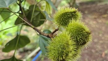 94-1100 Kunia Road 86F Waipahu, Hi vacant land for sale - photo 1 of 17