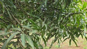 94-1100 Kunia Road 86F Waipahu, Hi vacant land for sale - photo 4 of 17