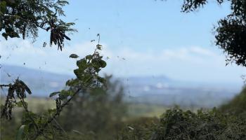 94-1100 Kunia Rd 9 C-5 Waipahu, Hi vacant land for sale - photo 1 of 8