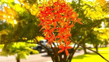 0 Ginger Rd  Pahoa, Hi vacant land for sale - photo 3 of 5