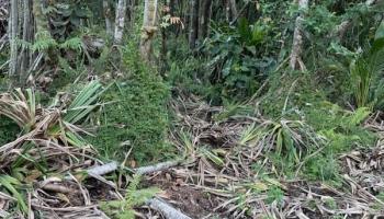 0 S Ono Sts Pahoa, Hi vacant land for sale - photo 2 of 4 0 S Ono Sts Pahoa, Hi vacant land for sale - photo 2 of 4