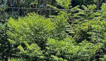 S Puni Lapa Loop  Pahoa, Hi vacant land for sale - photo 3 of 7