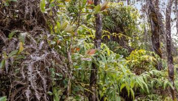 T.b.d. Mokuna Street  Volcano, Hi vacant land for sale - photo 3 of 24