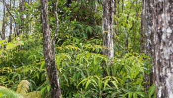 T.b.d. Mokuna Street  Volcano, Hi vacant land for sale - photo 4 of 24