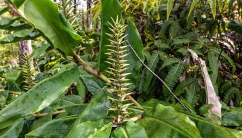 tbd Mokuna Street  Volcano, Hi vacant land for sale - photo 4 of 25