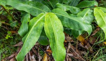 tbd Mokuna Street  Volcano, Hi vacant land for sale - photo 6 of 25