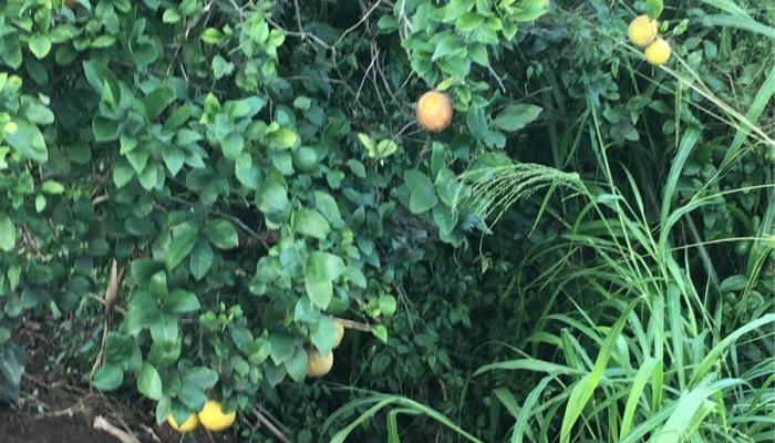 94-1100 KUNIA Road Waipahu Oahu commercial real estate photo1 of 6