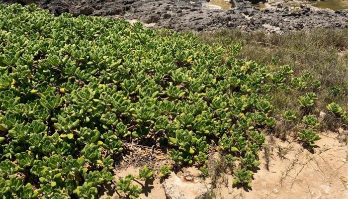 Lot A2 Kamehameha Hwy  Kahuku, Hi vacant land for sale - photo 1 of 25